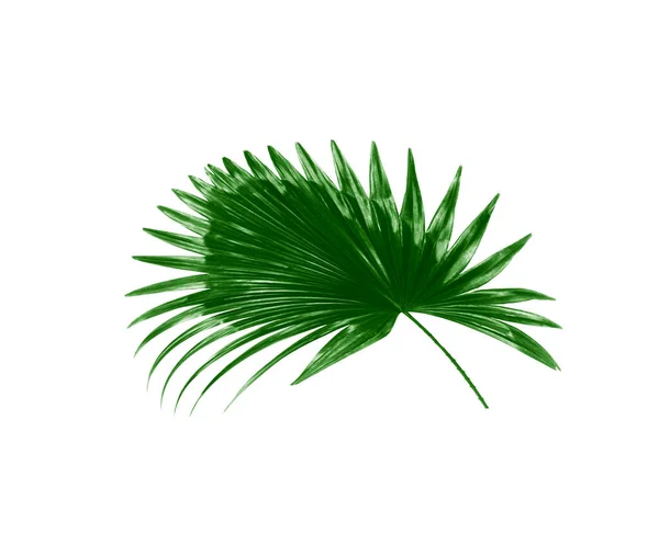 Hoja Verde Fondo Palmera — Foto de Stock