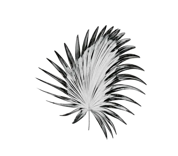 Grünes Blatt Der Palme Hintergrund — Stockfoto