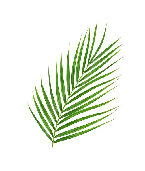 Зелене Листя Пальми Ізольовані Білому Фоні — стокове фото