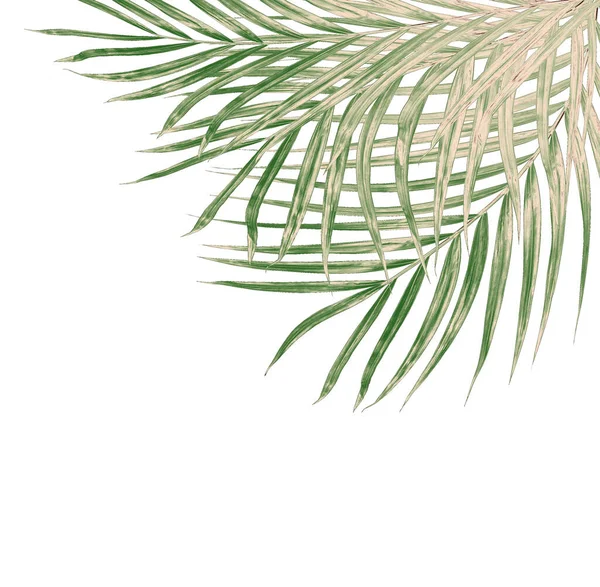 Beyaz Arkaplanda Izole Edilmiş Yeşil Palmiye Yaprakları — Stok fotoğraf