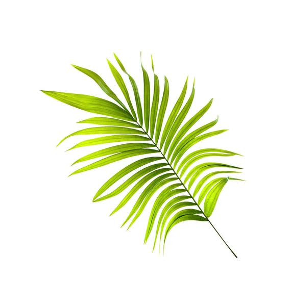 Grönt Blad Palm Bakgrund — Stockfoto