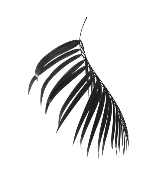 Schwarze Blätter Der Palme Auf Weißem Hintergrund — Stockfoto