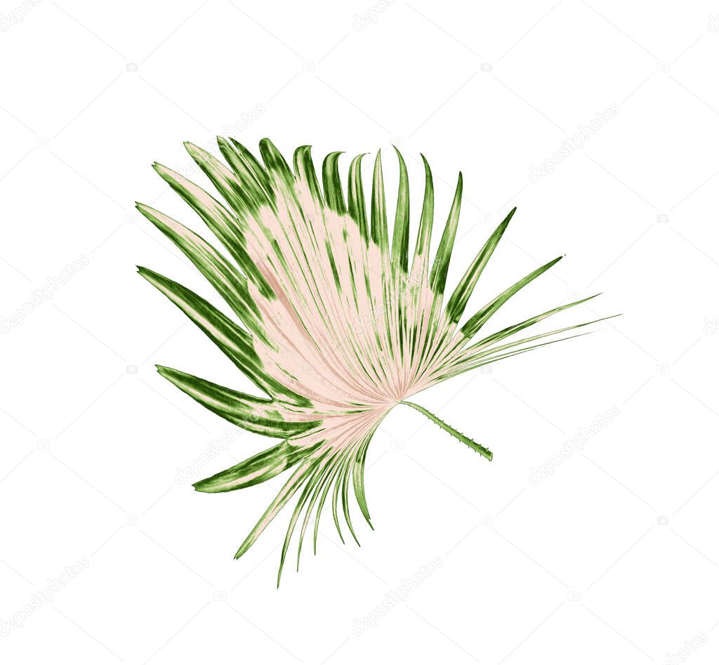 Green leaves of palm tree on white background