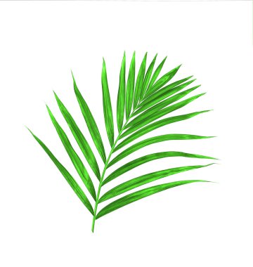 Beyaz arkaplanda yeşil palmiye yaprağı