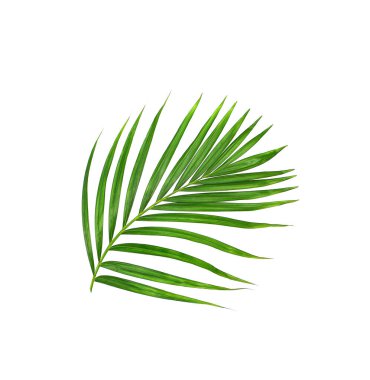 Beyaz arkaplanda yeşil palmiye yaprağı