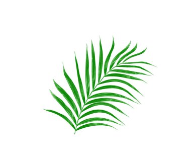 Beyaz arkaplanda izole edilmiş yeşil palmiye yaprakları