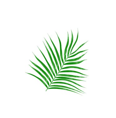 Beyaz arkaplanda izole edilmiş yeşil palmiye yaprakları