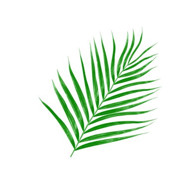 Beyaz arkaplanda izole edilmiş yeşil palmiye yaprakları