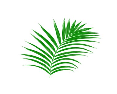 Beyaz arkaplanda izole edilmiş yeşil palmiye yaprakları