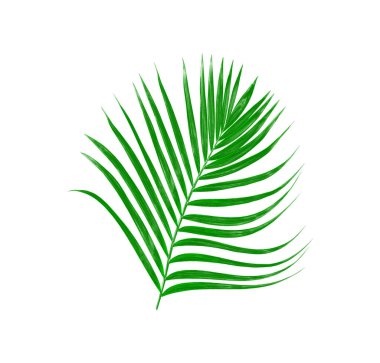 Beyaz arkaplanda izole edilmiş yeşil palmiye yaprakları