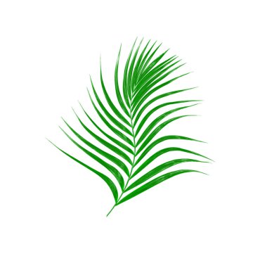 Beyaz arkaplanda izole edilmiş yeşil palmiye yaprakları