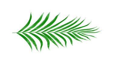 Beyaz arkaplanda izole edilmiş yeşil palmiye yaprakları