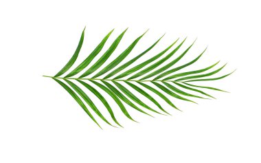 Beyaz arkaplanda izole edilmiş yeşil palmiye yaprakları