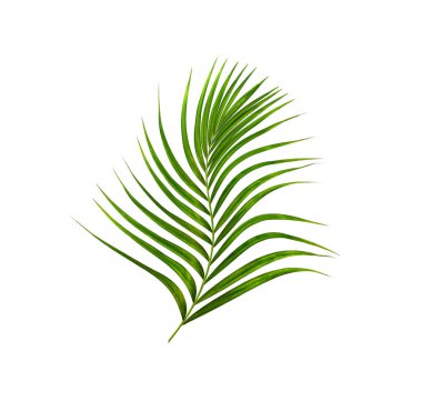 Beyaz arkaplanda izole edilmiş yeşil palmiye yaprakları
