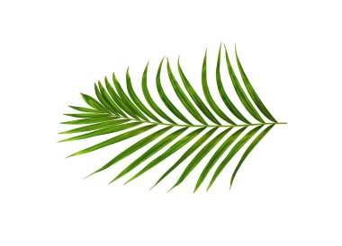 Beyaz arkaplanda izole edilmiş yeşil palmiye yaprakları