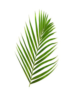 Beyaz arkaplanda izole edilmiş yeşil palmiye yaprakları
