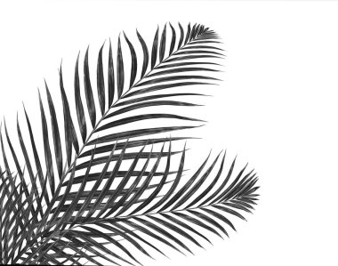 Beyaz arkaplanda palmiye yaprakları