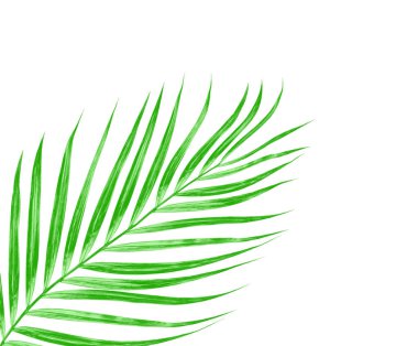 Beyaz arkaplanda izole edilmiş yeşil palmiye yaprakları