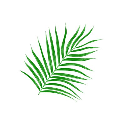 Beyaz arkaplanda izole edilmiş yeşil palmiye yaprakları