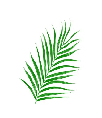 Beyaz arkaplanda izole edilmiş yeşil palmiye yaprakları