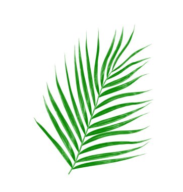 Beyaz arkaplanda izole edilmiş yeşil palmiye yaprakları