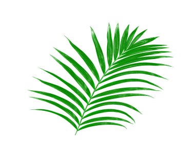 Beyaz arkaplanda izole edilmiş yeşil palmiye yaprakları