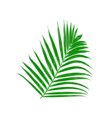 Beyaz arkaplanda izole edilmiş yeşil palmiye yaprakları