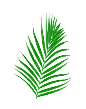 Beyaz arkaplanda izole edilmiş yeşil palmiye yaprakları