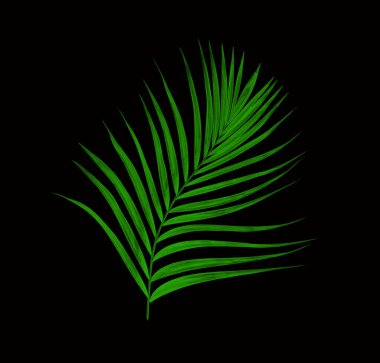 Siyah arkaplanda yeşil palmiye yaprakları
