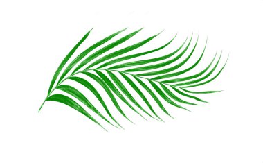 Beyaz arkaplanda izole edilmiş yeşil palmiye yaprakları