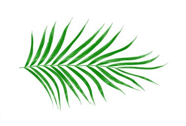 Beyaz arkaplanda izole edilmiş yeşil palmiye yaprakları