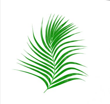 Beyaz arkaplanda izole edilmiş yeşil palmiye yaprakları