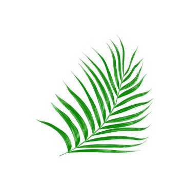 Beyaz arkaplanda izole edilmiş yeşil palmiye yaprakları