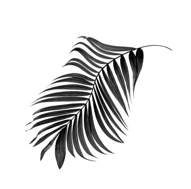 Beyaz arkaplanda palmiye yaprakları