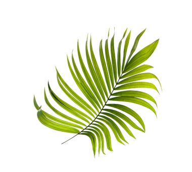Beyaz arkaplanda yeşil palmiye yaprakları