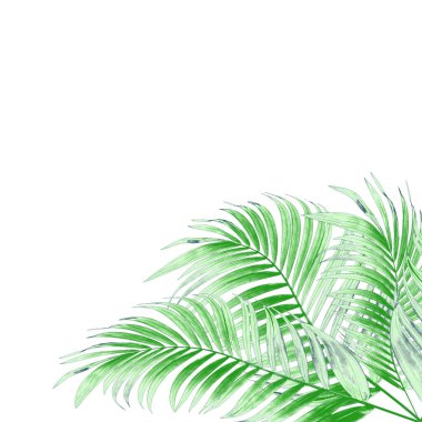 Beyaz arkaplanda palmiye yaprakları: ton siyah ve beyaz