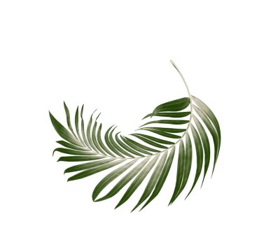 Beyaz arkaplanda yeşil palmiye yaprakları