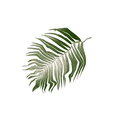 Beyaz zemin üzerinde yeşil palmiye yaprakları: kukla warp etkisi