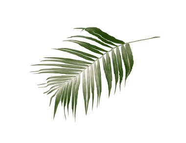 Beyaz zemin üzerinde yeşil palmiye yaprakları: kukla warp etkisi