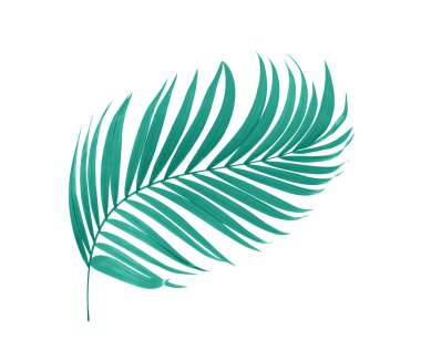 Beyaz arkaplanda yeşil palmiye yaprakları