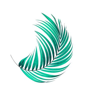 Beyaz arkaplanda yeşil palmiye yaprakları