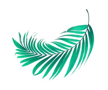 Beyaz arkaplanda yeşil palmiye yaprakları