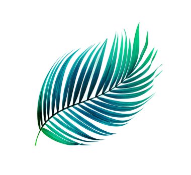 Beyaz arkaplanda yeşil palmiye yaprakları