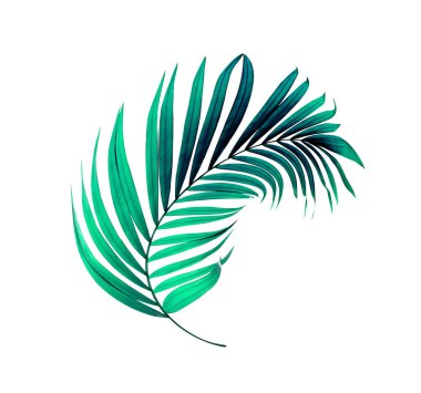 Beyaz arkaplanda yeşil palmiye yaprakları