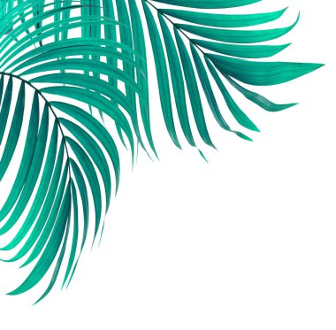 Beyaz arkaplanda yeşil palmiye yaprakları