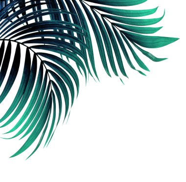 Beyaz arkaplanda yeşil palmiye yaprakları