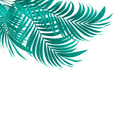 Beyaz arkaplanda yeşil palmiye yaprakları