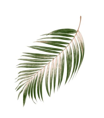 Beyaz arkaplanda yeşil palmiye yaprakları