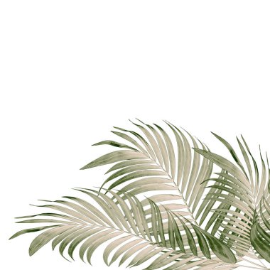 Beyaz arkaplanda yeşil palmiye yaprakları