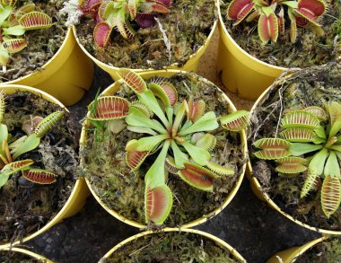 carnivorous tropical flytrap pitcher plant,nepenthes species clipart